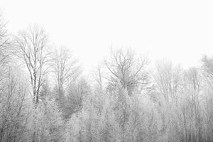 modern-3-piece-acrylic-print-birches-in-the-snow