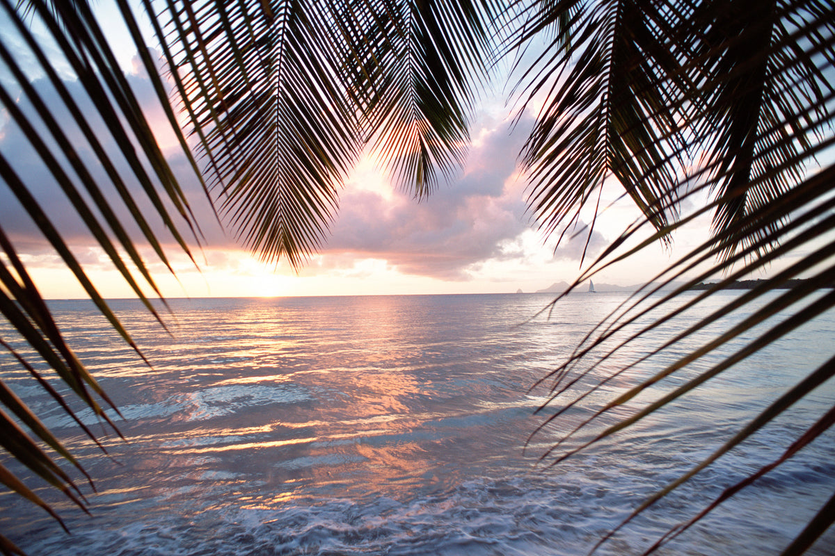 framedposter-print-under-palm-leaves