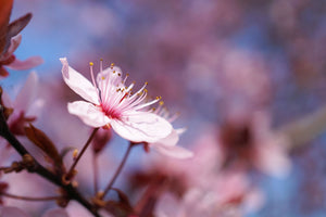 modern-3-piece-aluminium-print-close-up-cherry-blossom