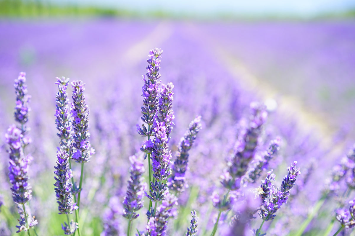canvas-print-the-lavender-blossom