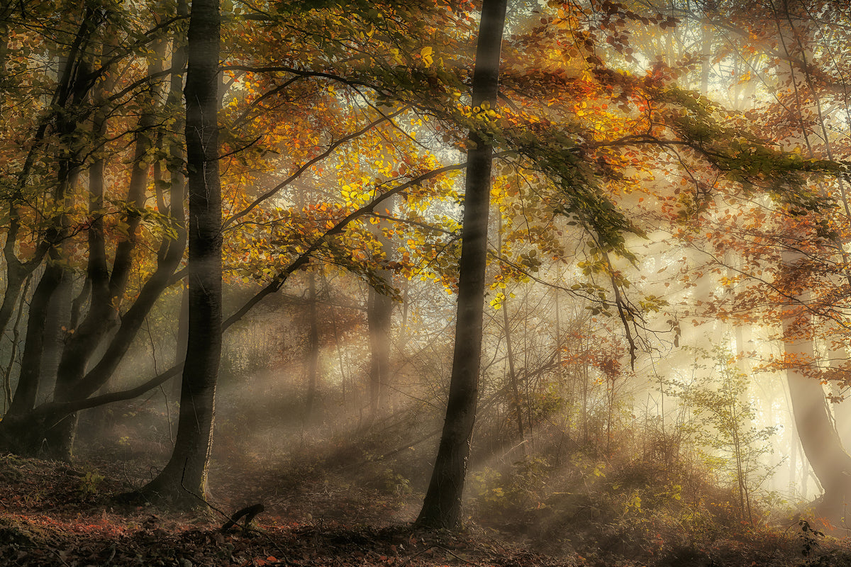 canvas-print-the-lights-of-the-forest-x