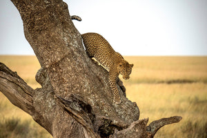 modern-3-piece-canvas-print-leopard-serengheti-tanzania