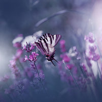 acrylic-print-lavender-queen-x