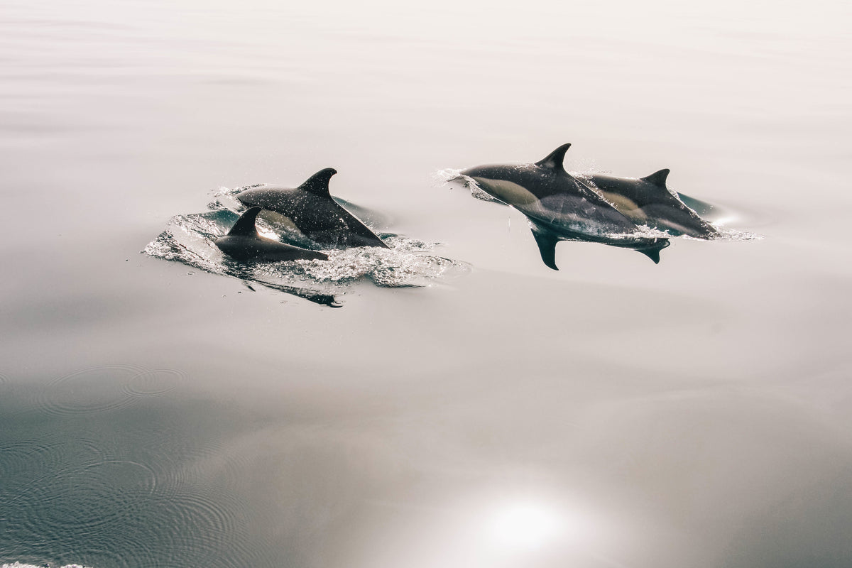 canvas-print-the-dolphins
