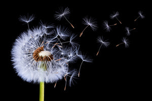 3-piece-canvas-print-dandelion-blowing