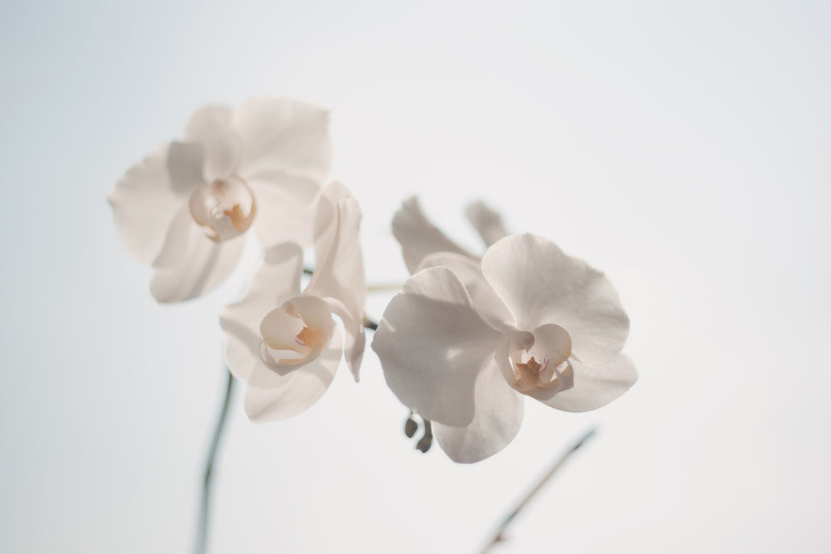 3-piece-aluminium-print-graceful-orchids