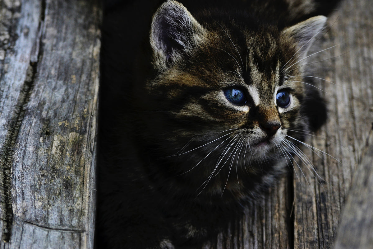 framedposter-print-cats-child