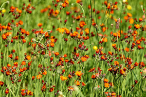 canvas-print-hawkweeds
