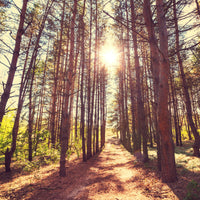 9-piece-acrylic-print-light-at-the-end-of-the-forest-path