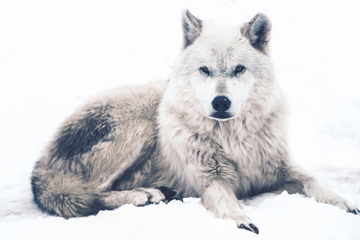 3-piece-canvas-print-the-wolf
