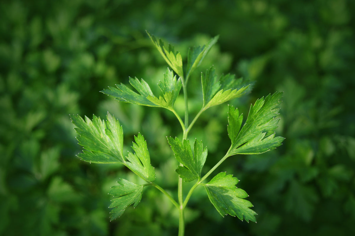 canvas-print-fresh-parsley