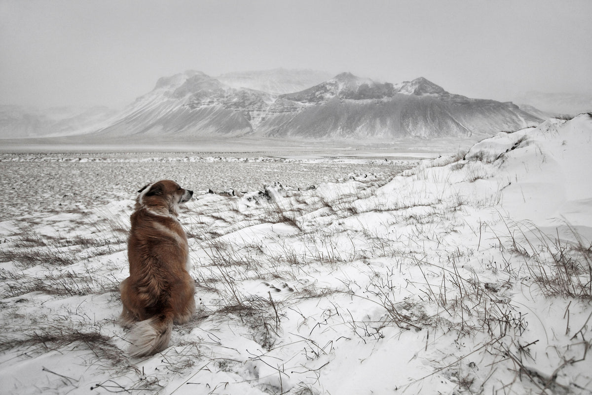 poster-print-snowstorm-x