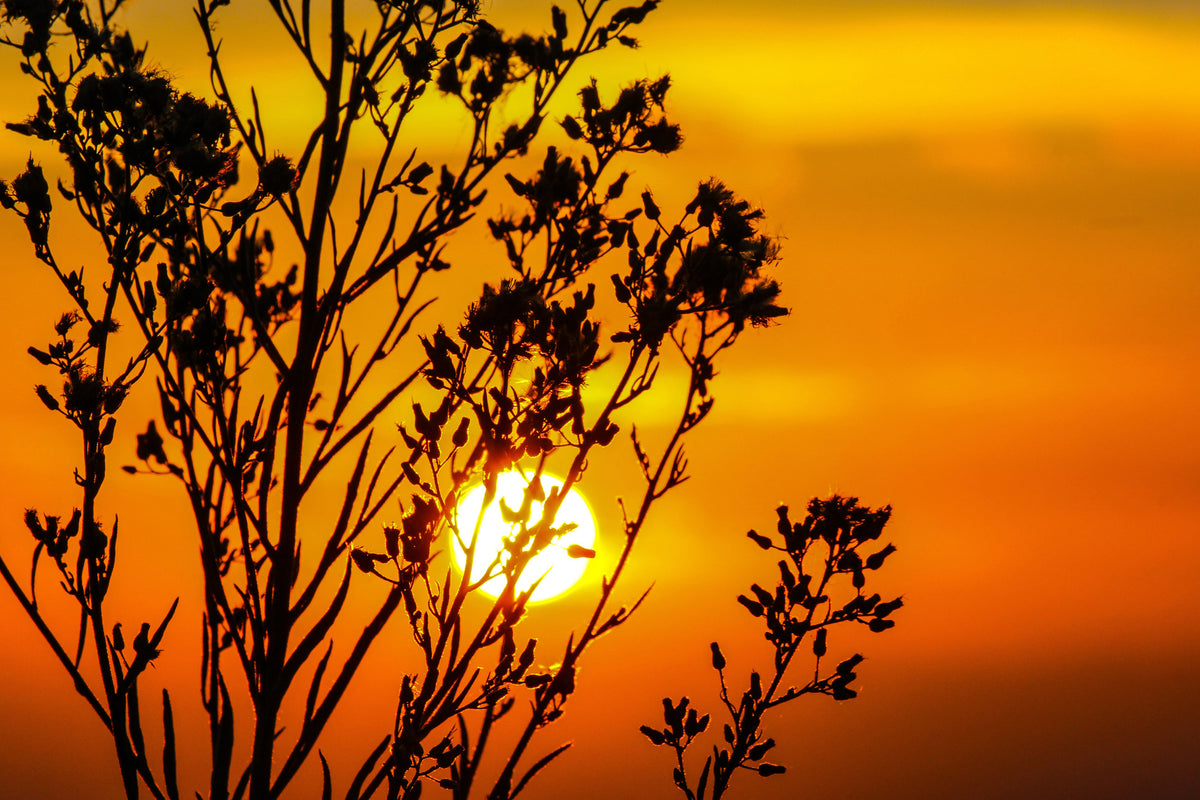 framedcanvas-print-a-shrub-in-the-sunset