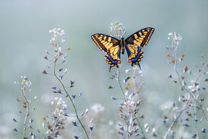 modern-3-piece-canvas-print-swallowtail-beauty