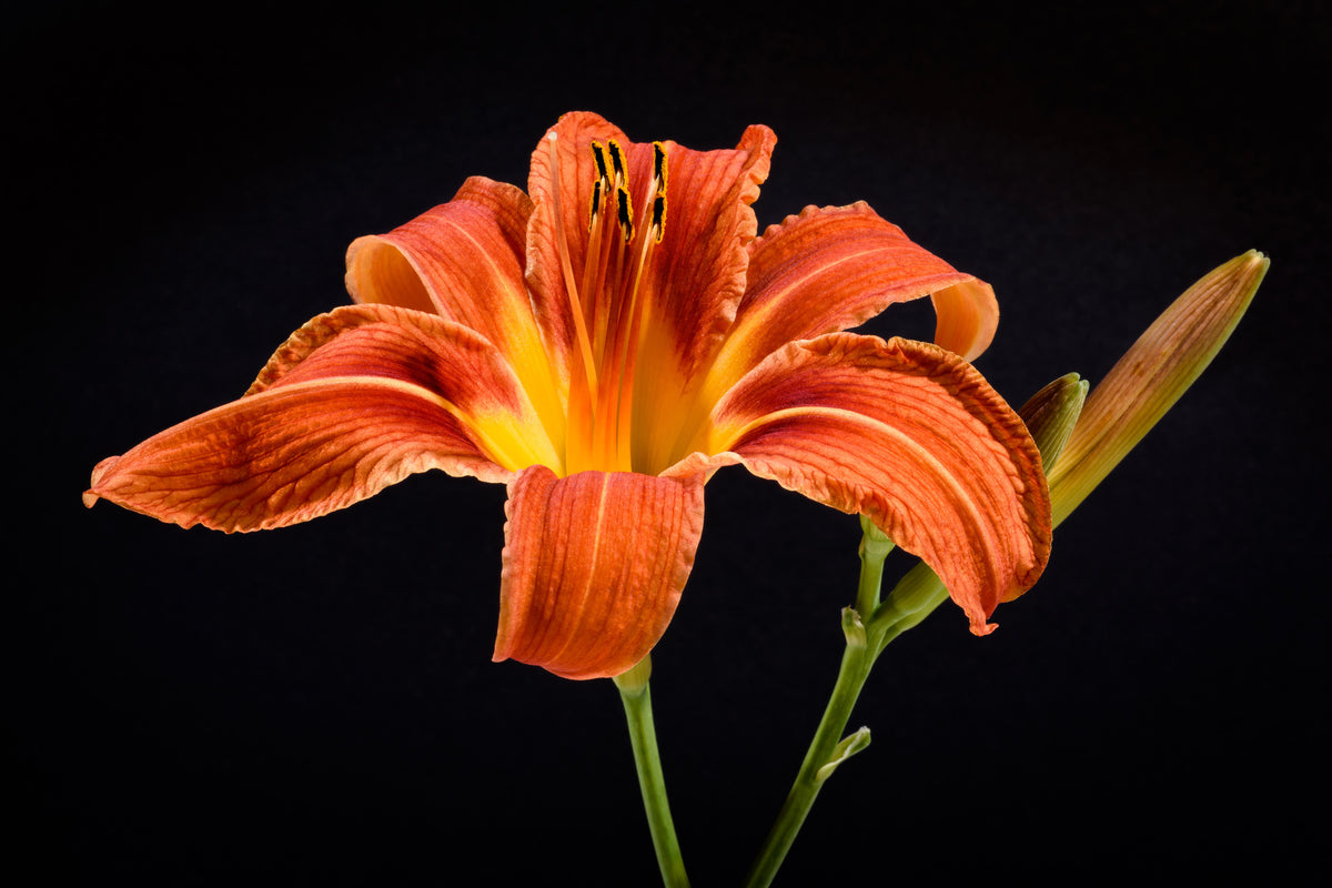 3-piece-aluminium-print-a-lily-flower-in-orange