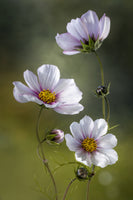 acrylic-print-cosmos-ii