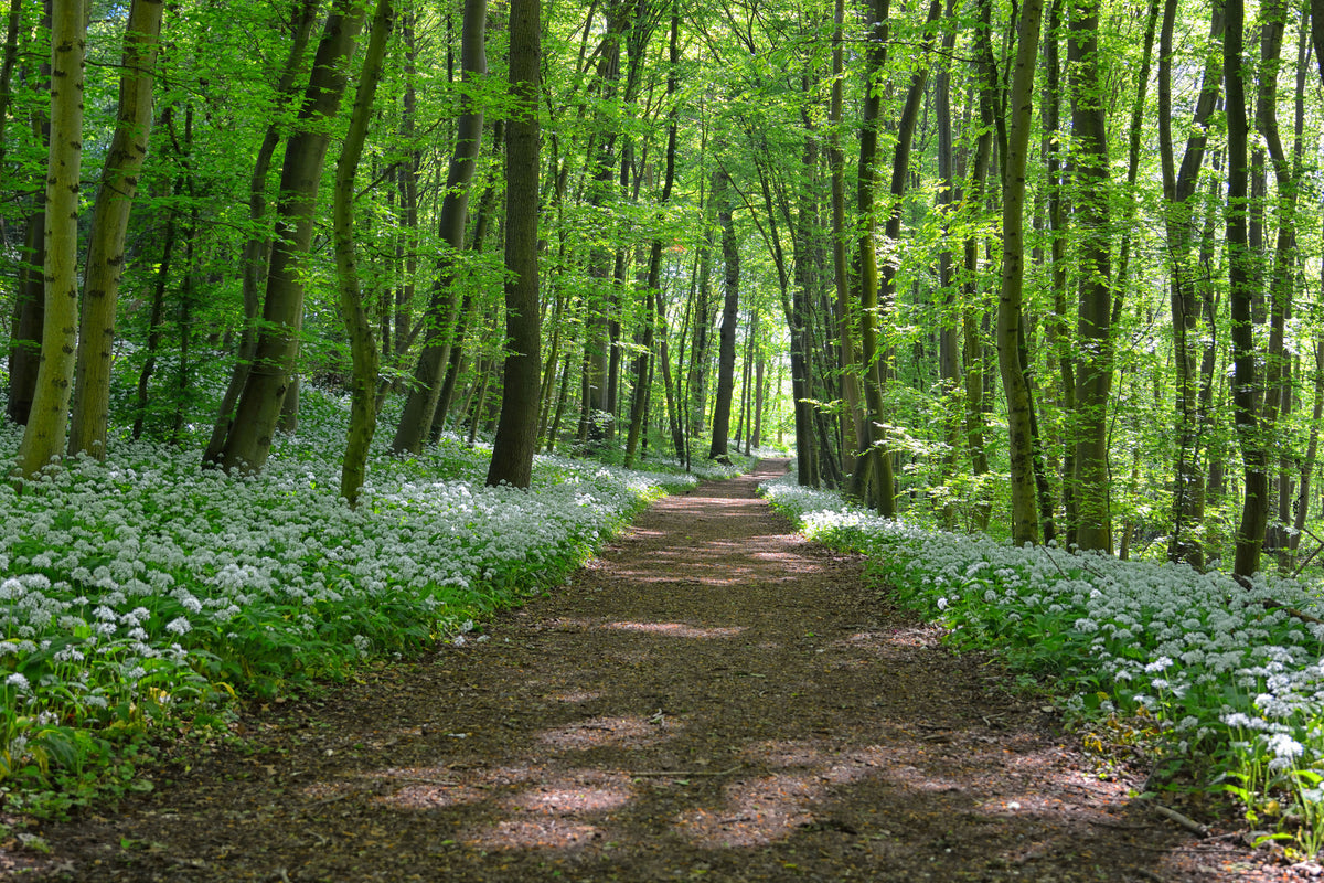 3-piece-aluminium-print-we-love-the-summer-in-the-woods