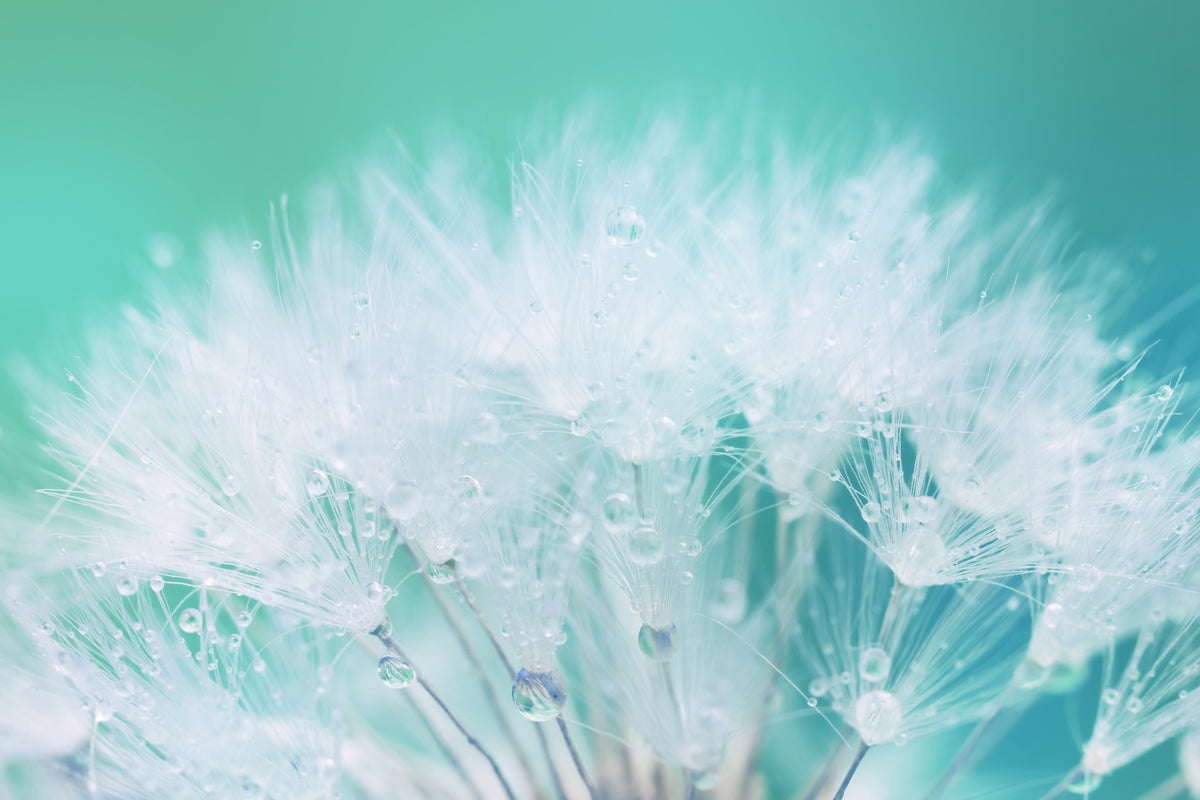 modern-3-piece-aluminium-print-close-up-dandelion-in-morning-dew