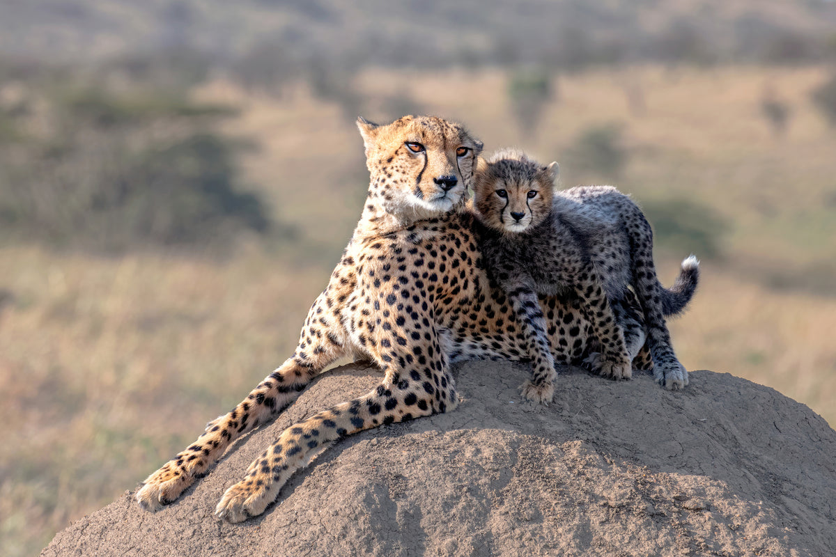 poster-print-cheetah-and-cup-x