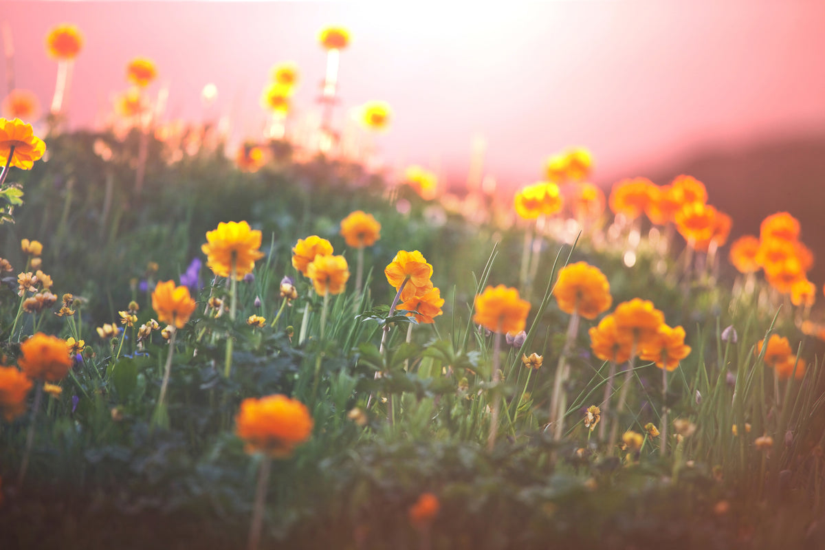 modern-3-piece-acrylic-print-the-mountain-meadow