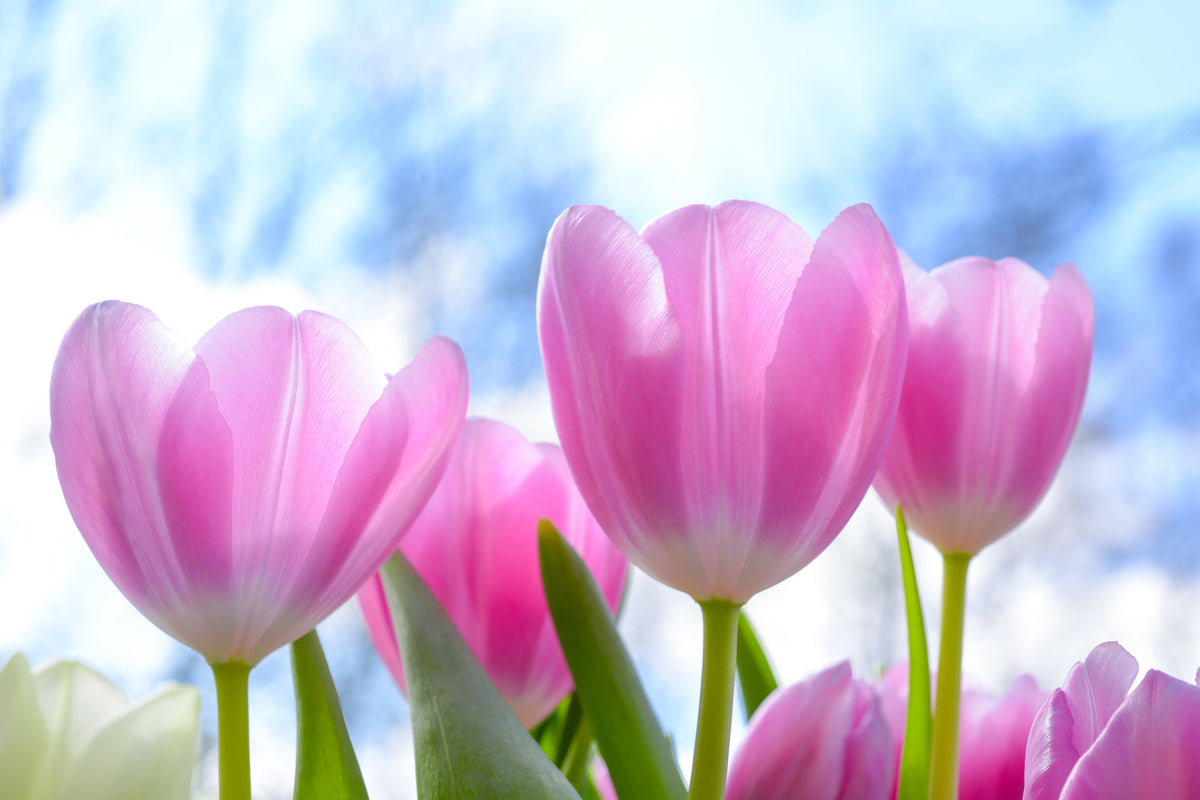 aluminium-print-tulips-in-nature