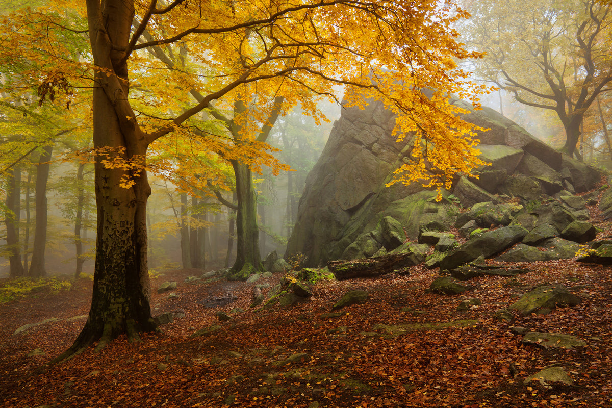 framedposter-print-autumn-forest-x