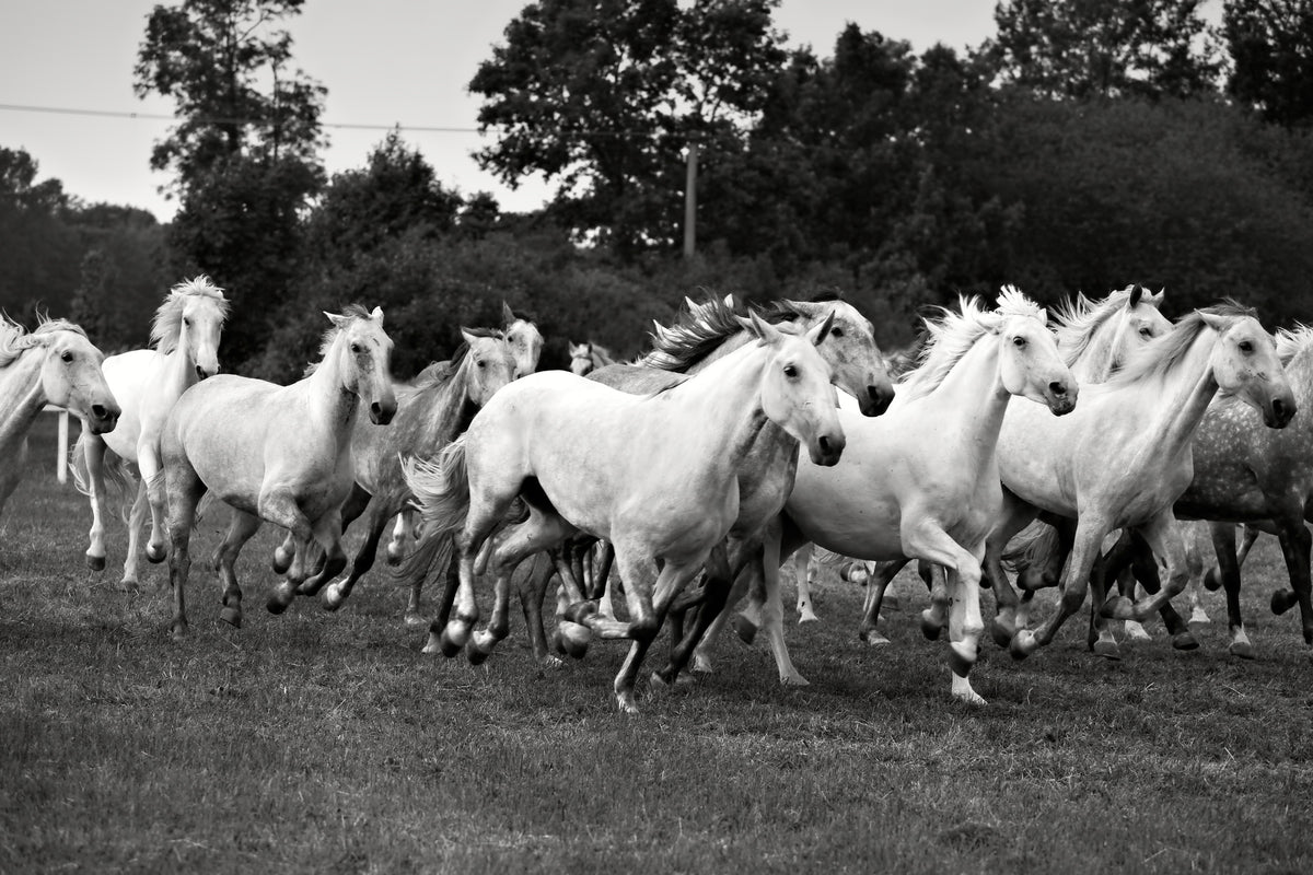 3-piece-canvas-print-the-mustang-herd