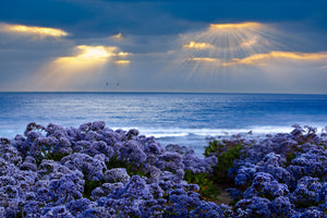 3-piece-aluminium-print-lavender-and-sea