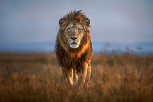 aluminium-print-lion-close-up-x