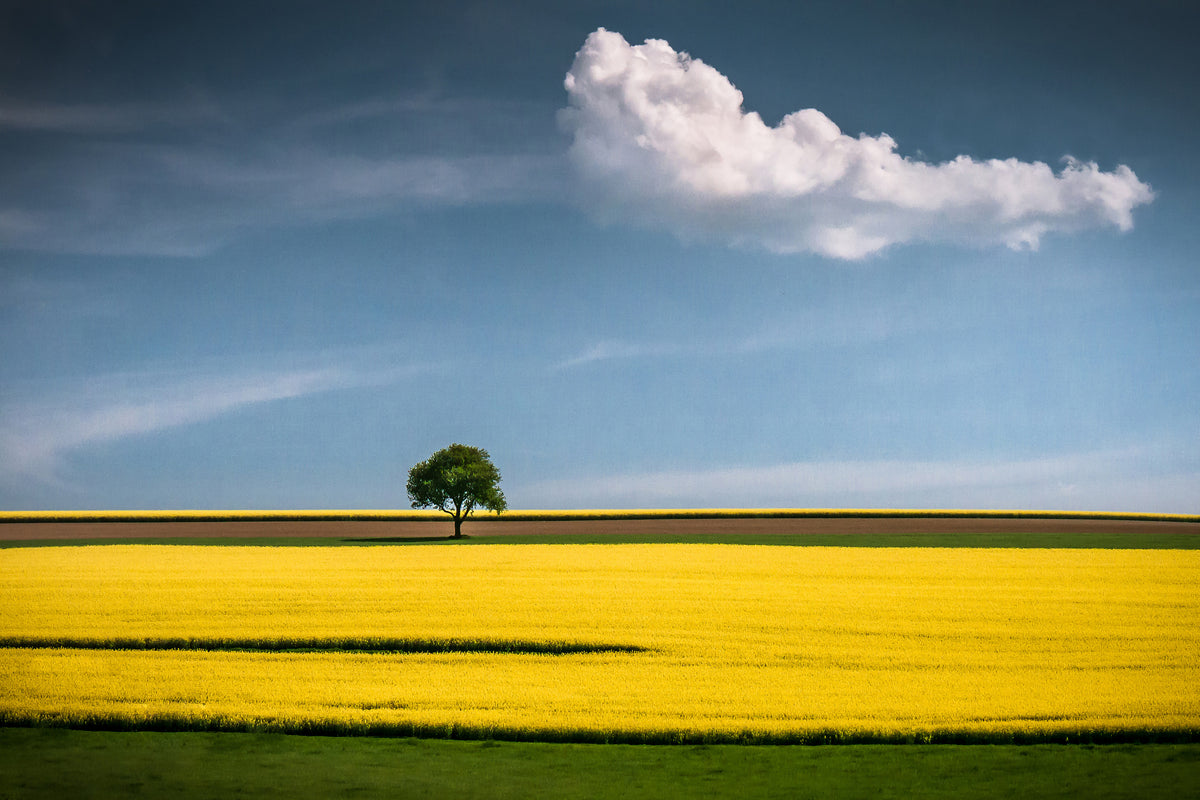aluminium-print-the-tree-and-the-cloud-x