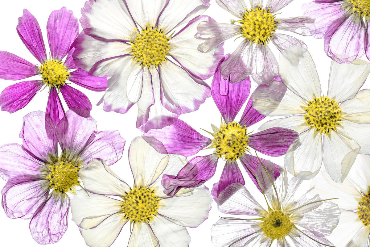 acrylic-print-keeping-summer-x