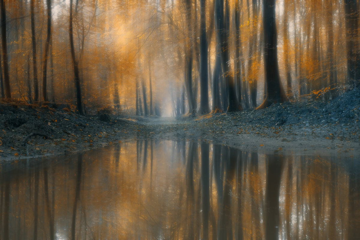aluminium-print-the-woods-x