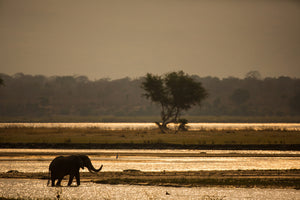 aluminium-print-elephant-alone-in-the-steppe
