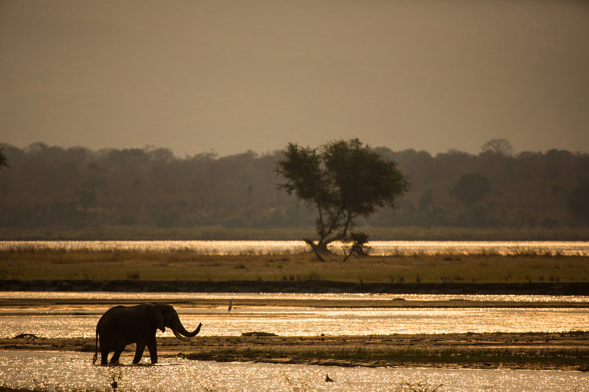 aluminium-print-elephant-alone-in-the-steppe