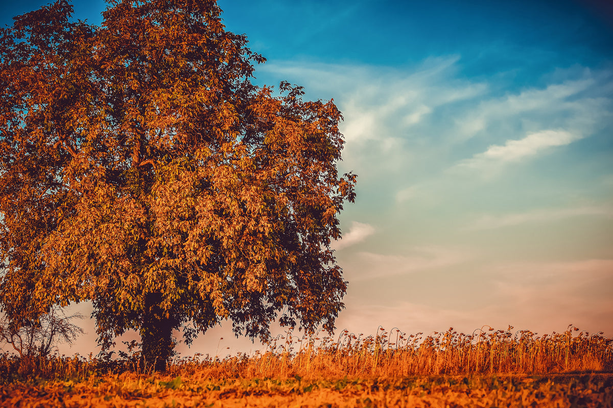 canvas-print-the-nut-tree