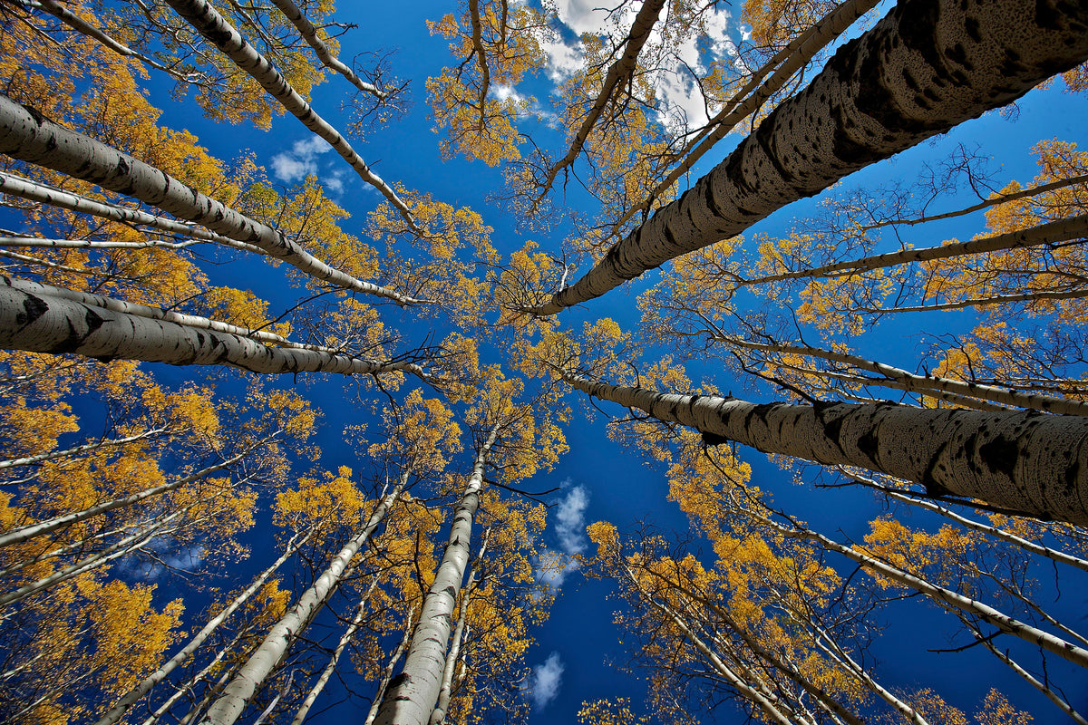 canvas-print-aspen-s-fall-x