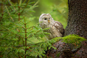canvas-print-ural-owl-x