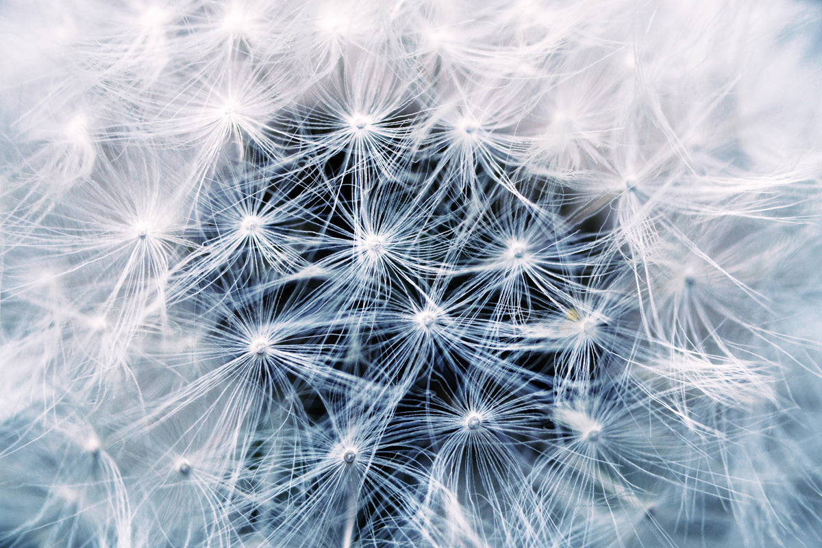 3-piece-aluminium-print-ripe-dandelion-close-up