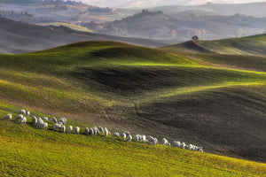 poster-print-pastoral-x
