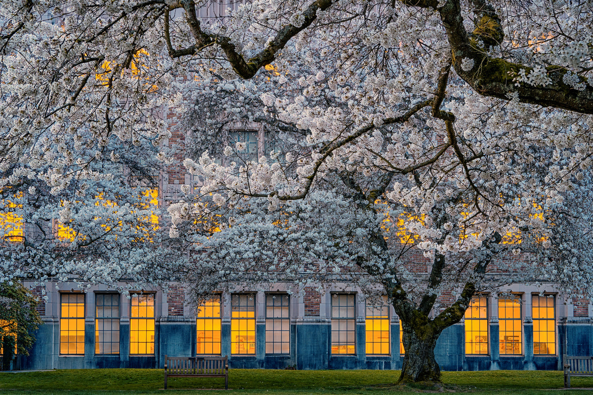 aluminium-print-morning-at-university-of-washington-x