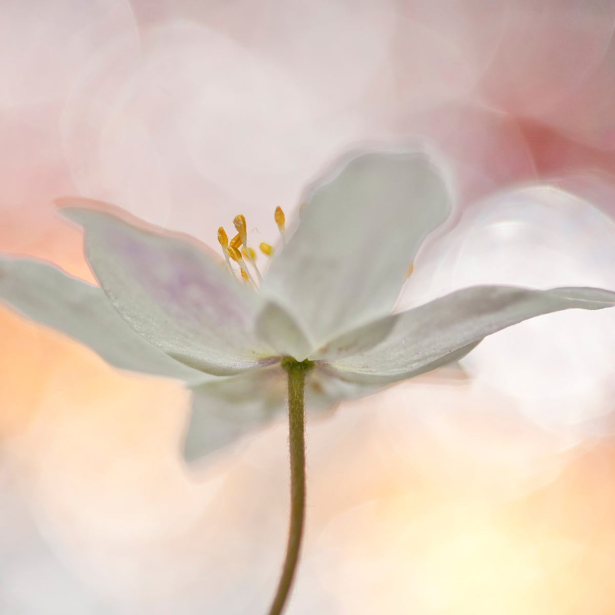 acrylic-print-a-sip-of-art-x