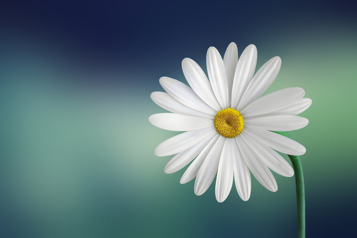 modern-3-piece-canvas-print-flower