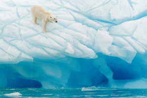 canvas-print-polar-bear