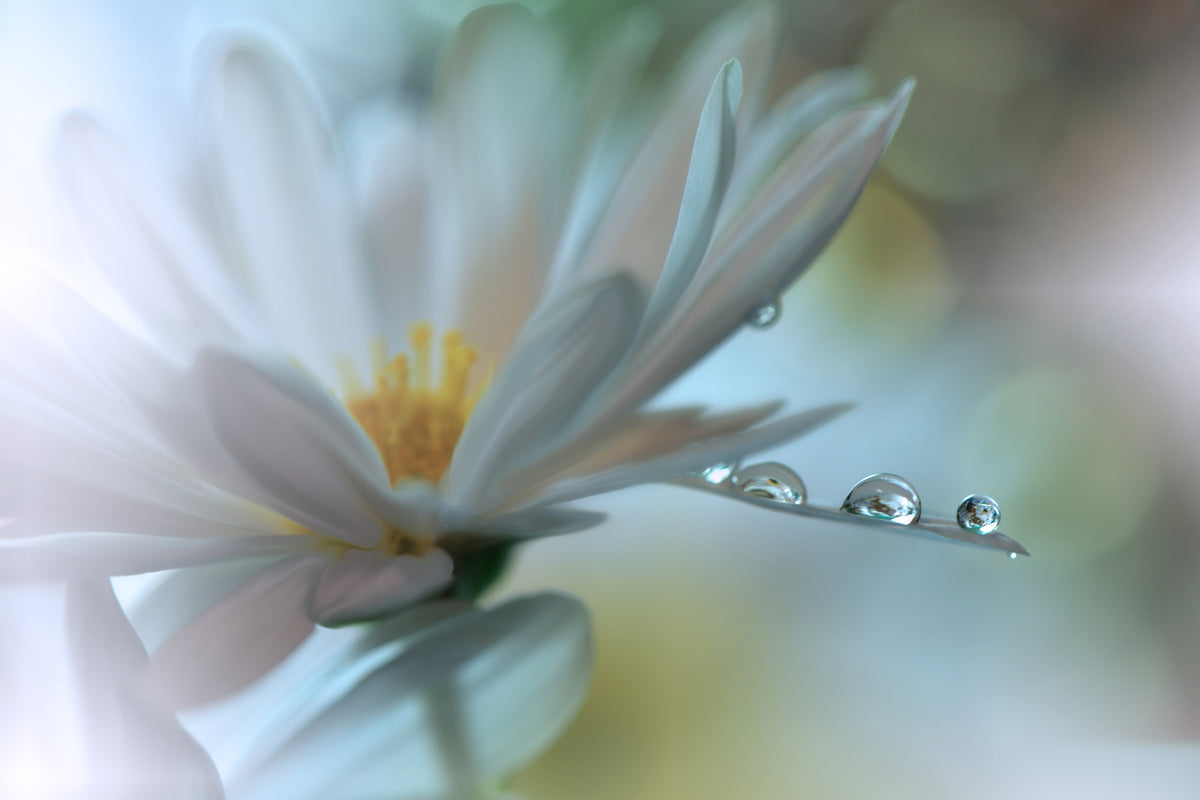 acrylic-print-light-touch