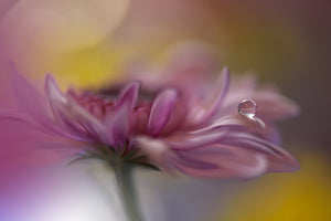 framedcanvas-print-beyond-words