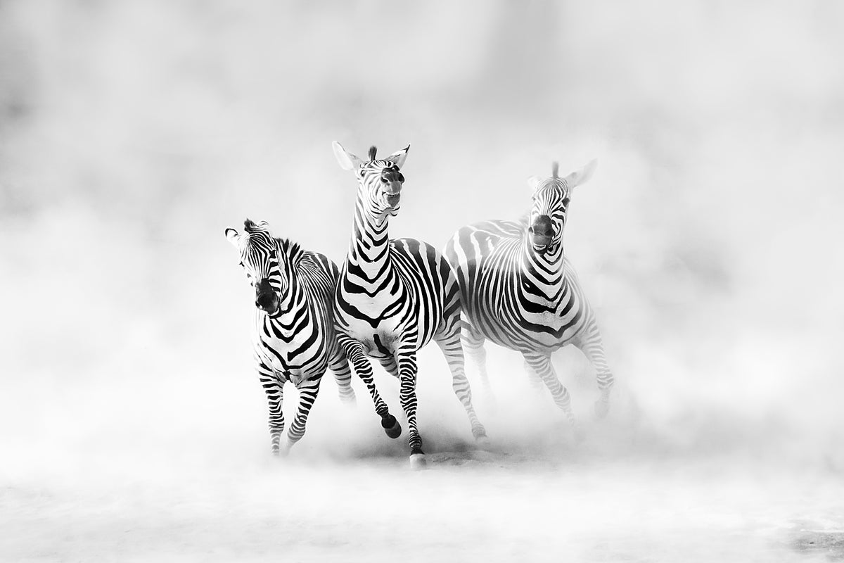 3-piece-aluminium-print-zebras