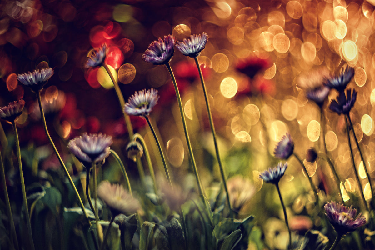 modern-3-piece-canvas-print-summer-flowers