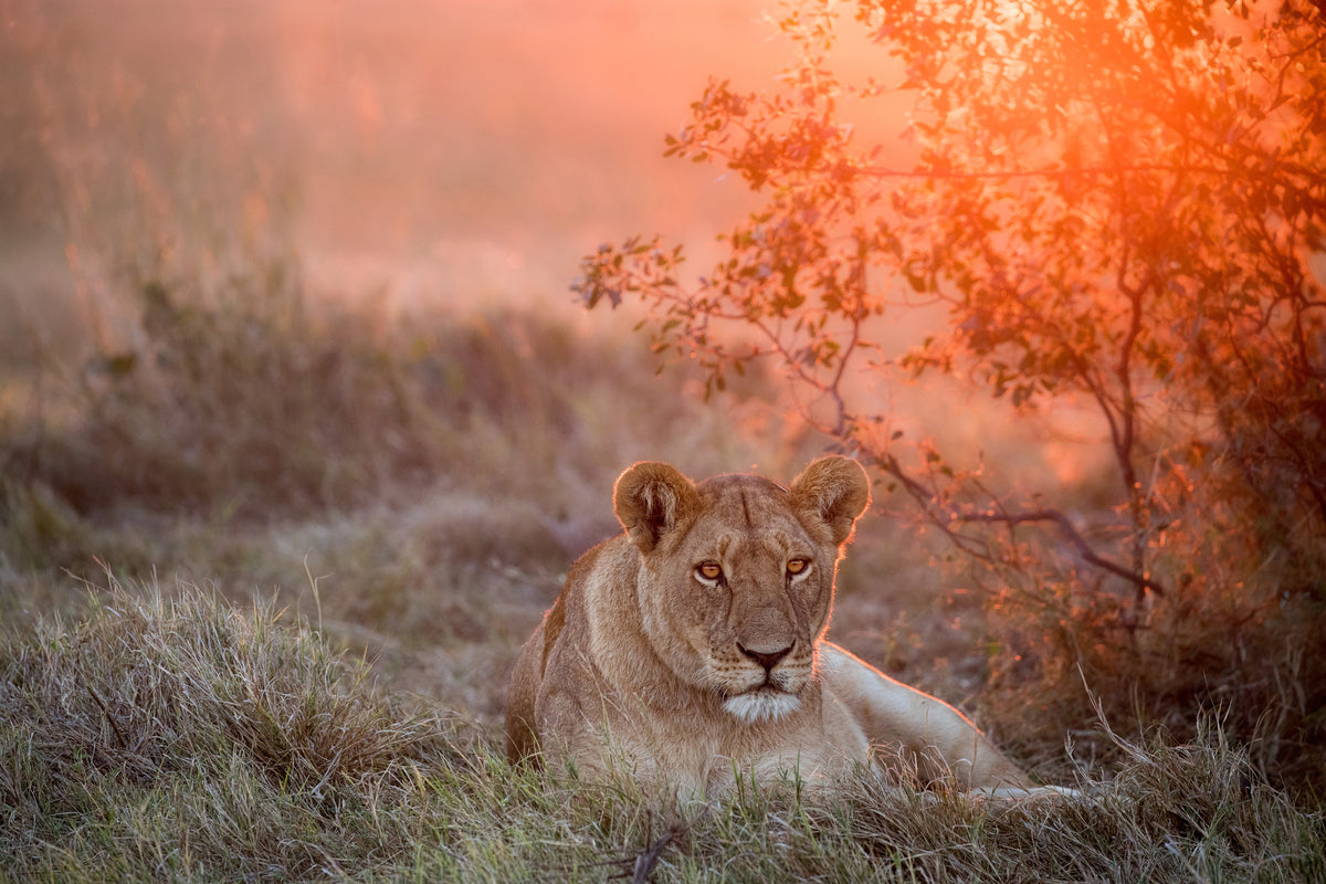 3-piece-aluminium-print-sunset-lioness