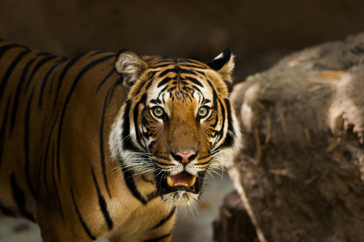 framedcanvas-print-sibirian-tiger