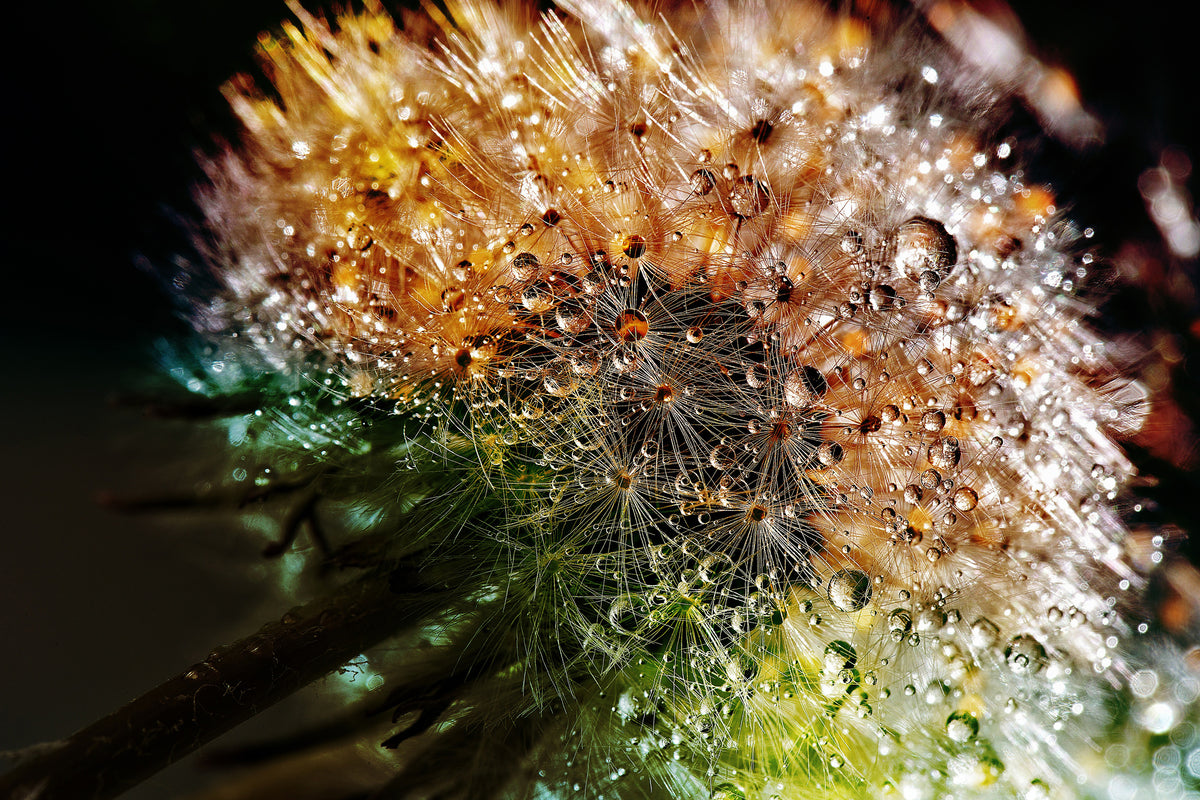 modern-3-piece-canvas-print-dandelion-in-the-morning-dew